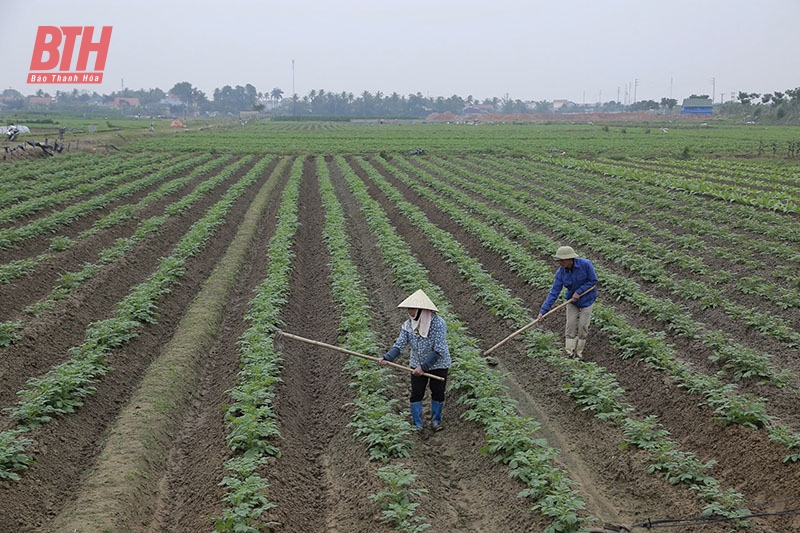 Thực hiện các chính sách hỗ trợ phát triển trồng trọt