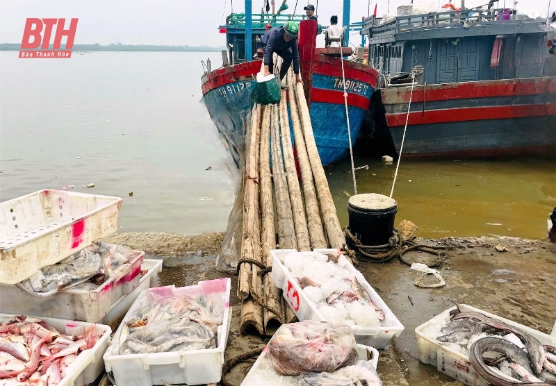 Ngư dân Thanh Hóa trúng vụ cá Bắc