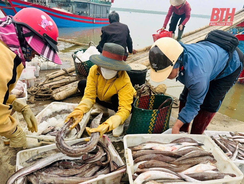 Ngư dân Thanh Hóa trúng vụ cá Bắc