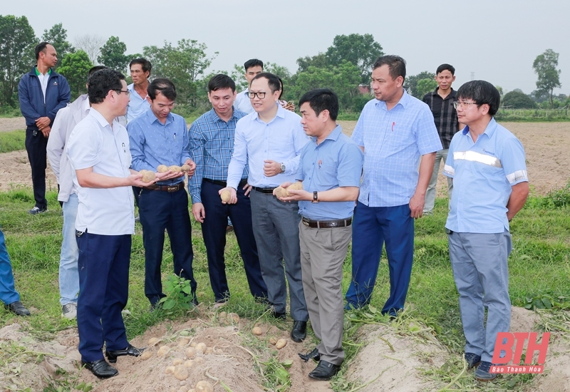 Đánh giá mô hình liên kết sản xuất giống khoai tây FL2215 chuyên phục vụ chế biến