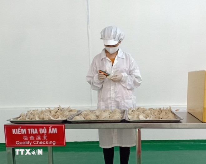 Quy định xuất khẩu tổ yến thô và tổ yến sạch sang Trung Quốc