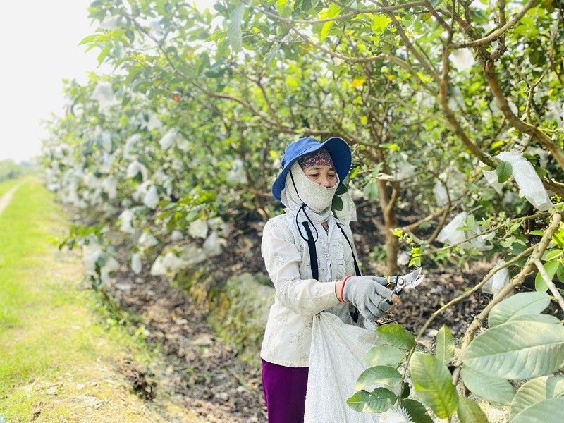 Phát triển cây ổi lê trên vùng đất Quý Hương