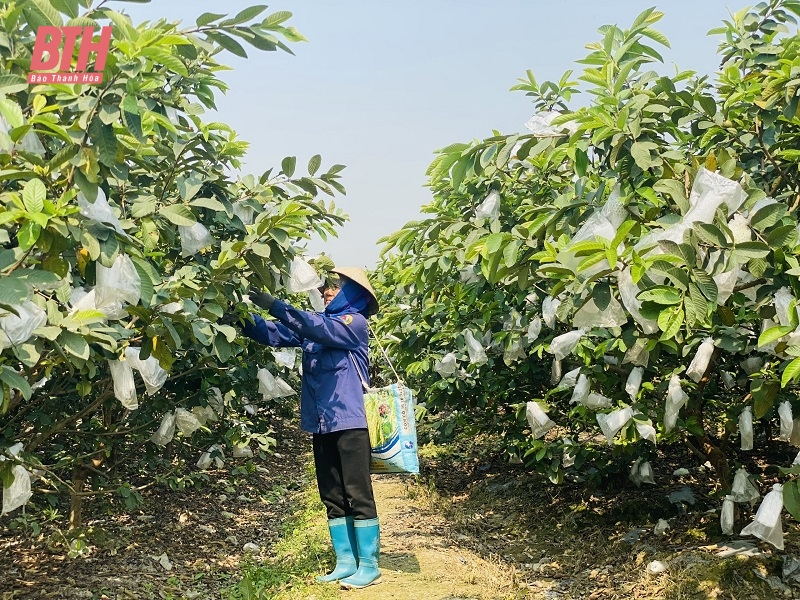 Phát triển cây ổi lê trên vùng đất Quý Hương