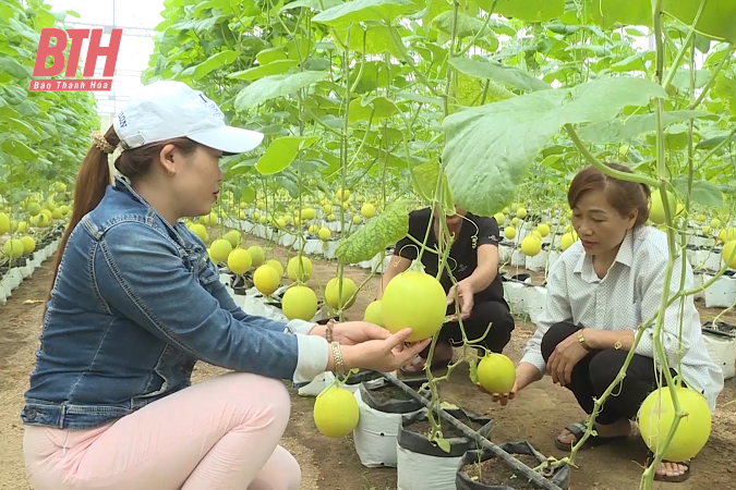 Ngọc Lặc nâng tầm chất lượng sản phẩm OCOP