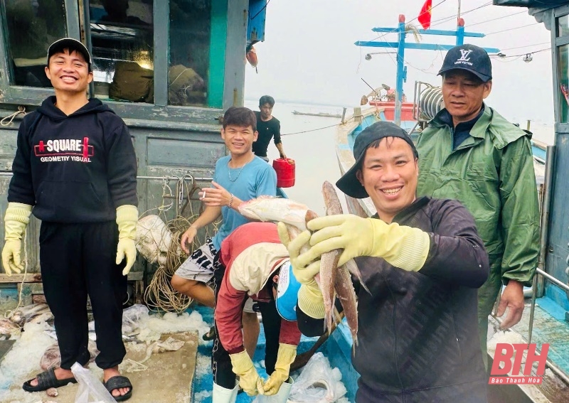 Ngư dân Thanh Hóa trúng vụ cá Bắc