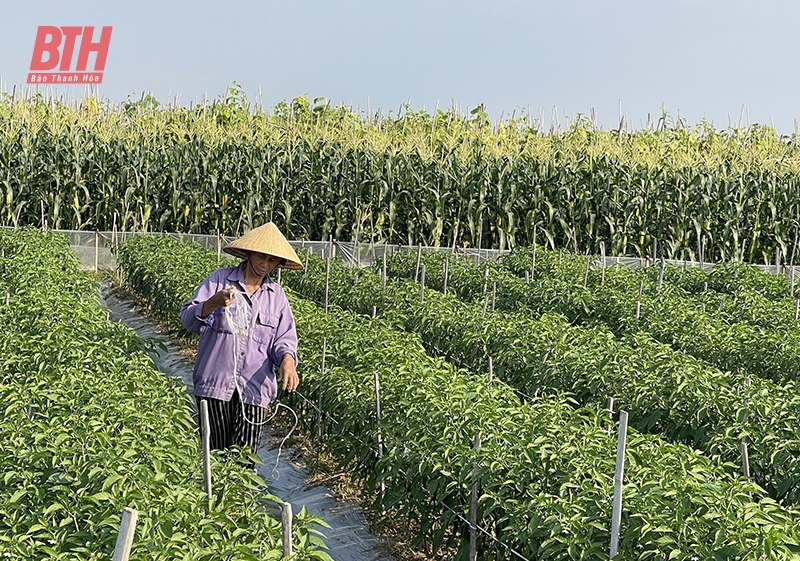Sản xuất nông nghiệp bền vững gắn với xây dựng nông thôn mới