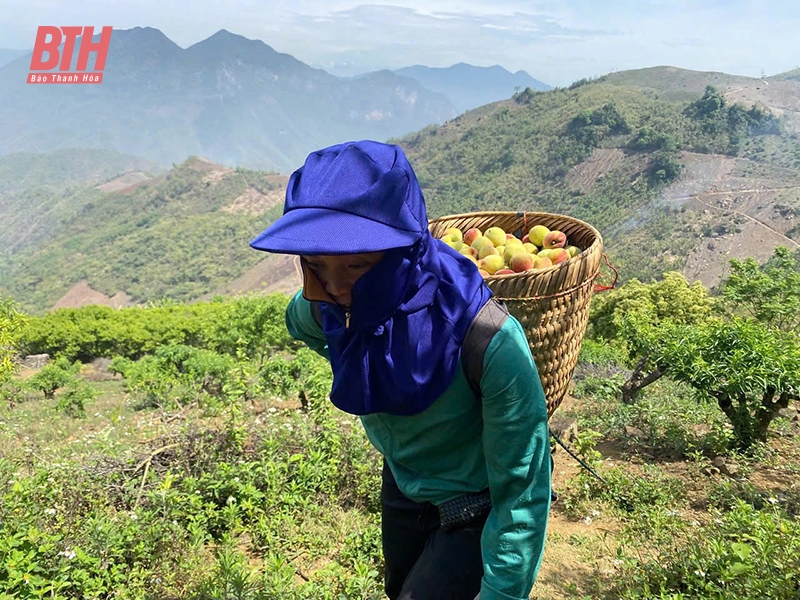 Mường Lát vươn mình: Hành trình thay đổi từ Nghị quyết 11-NQ/TU (Bài 1) - Mở hướng cho “vùng khó”