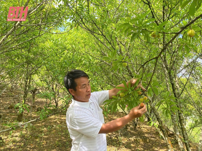 Mường Lát vươn mình: Hành trình thay đổi từ Nghị quyết 11-NQ/TU (Bài 1) - Mở hướng cho “vùng khó”