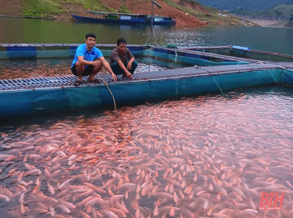 Phát triển nghề nuôi cá lồng ở Thường Xuân